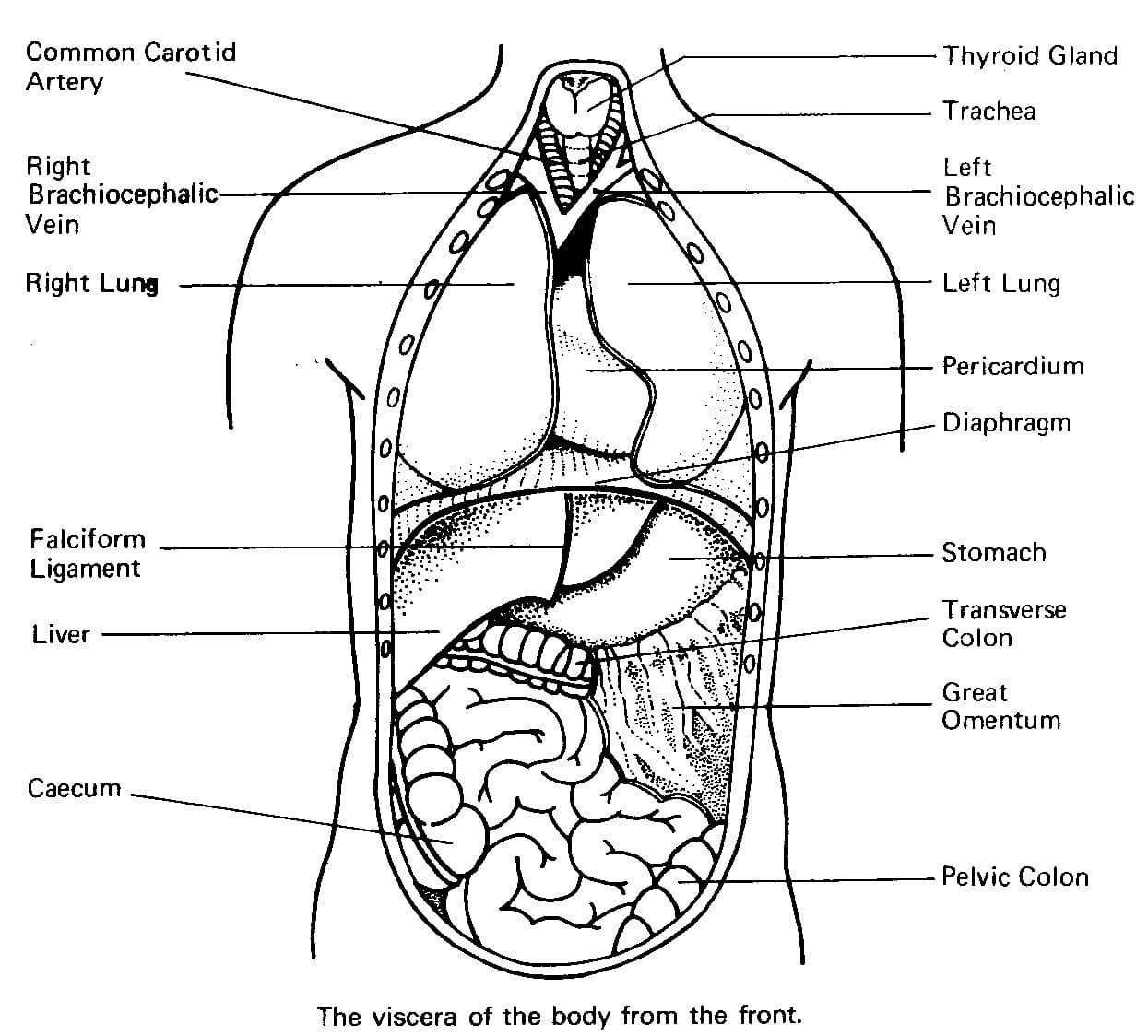 Anatomy Coloring Pages Printable for Free Download