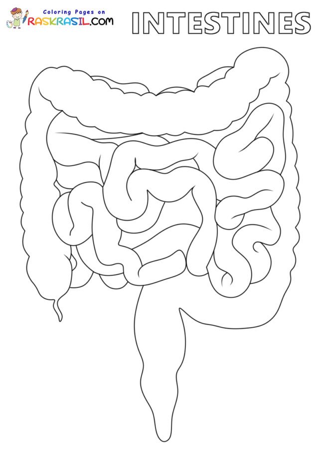 Anatomy Coloring Pages Printable for Free Download