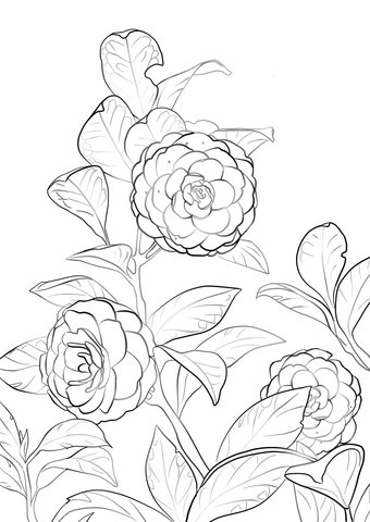 Camellia Coloring Pages Printable for Free Download