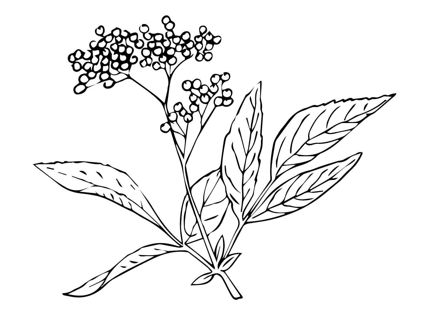 Elderberry Coloring Pages Printable for Free Download