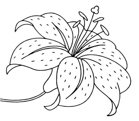 Lilies Coloring Pages Printable for Free Download