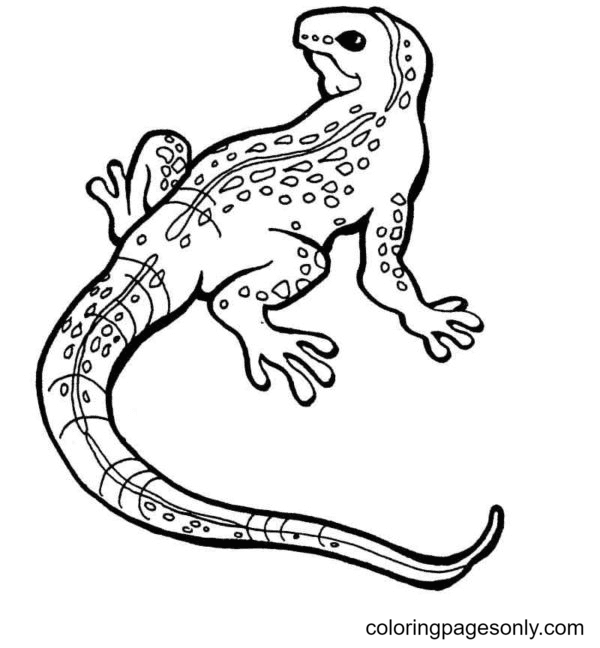 Lizard Coloring Pages Printable for Free Download