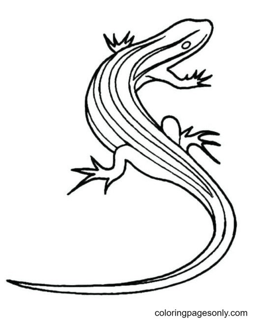 Lizard Coloring Pages Printable for Free Download