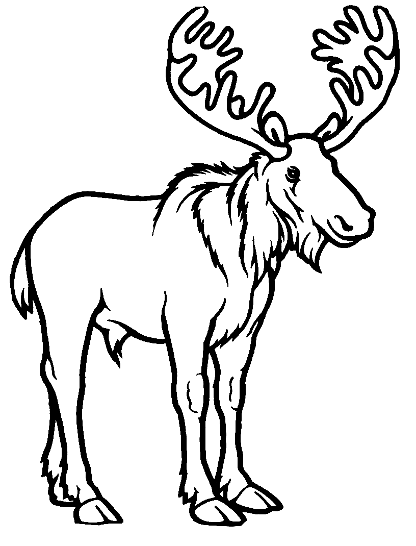 Moose Coloring Pages Printable for Free Download