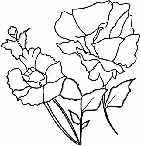 Poppies Coloring Pages Printable For Free Download