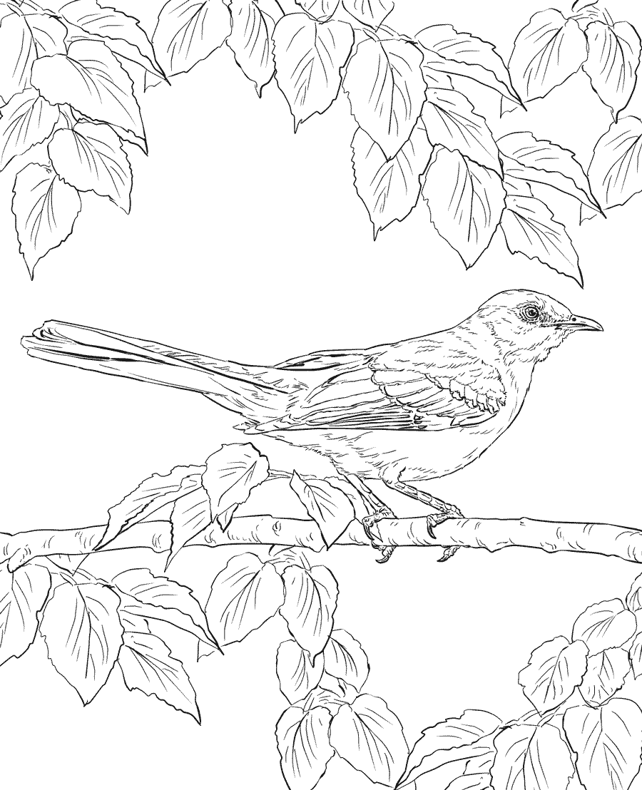 10 Realistic Animal Coloring Pages for Hours of Creative Fun