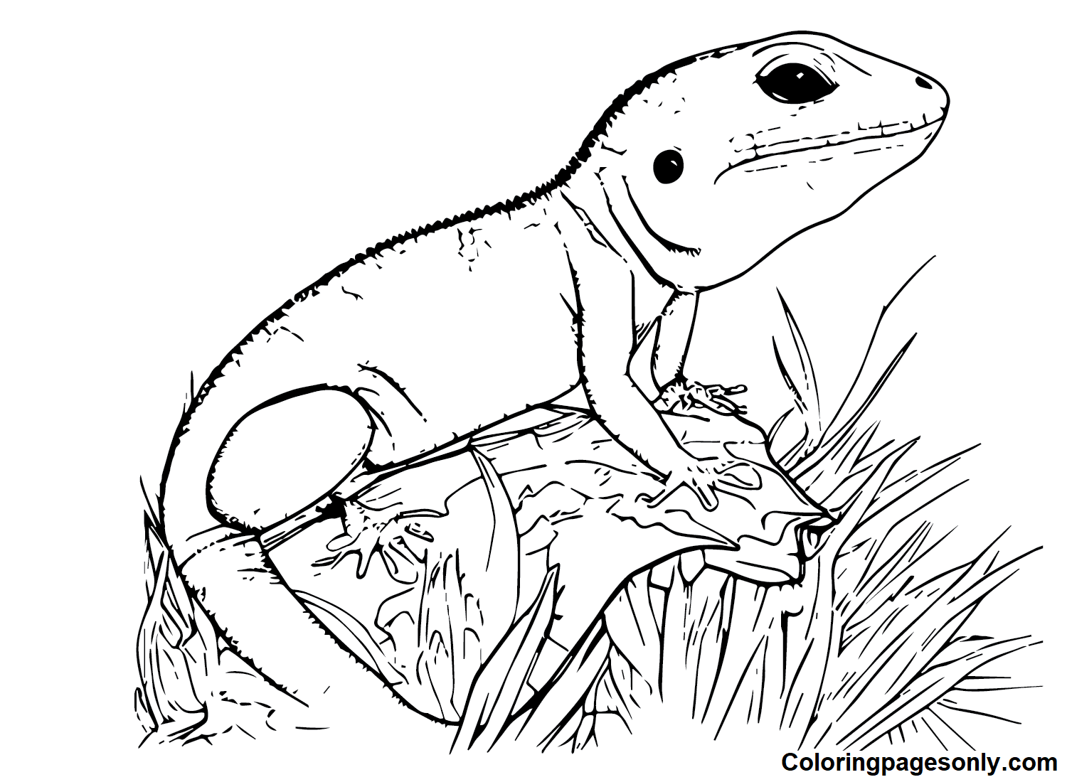 Skink Coloring Pages Printable for Free Download