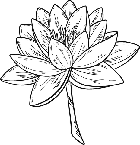 Water lily Coloring Pages Printable for Free Download