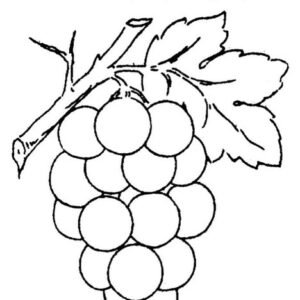 grape coloring pages