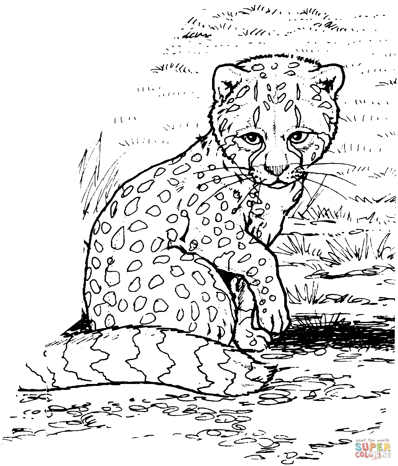 cheetah coloring pages for kids