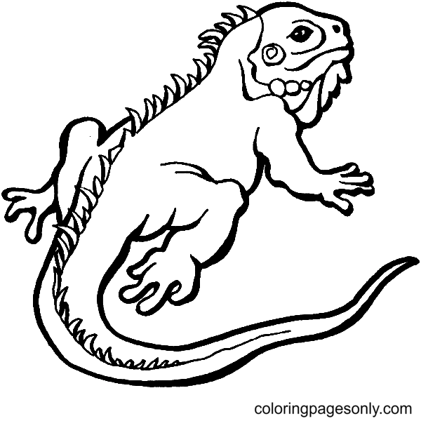 baby bearded dragon coloring pages