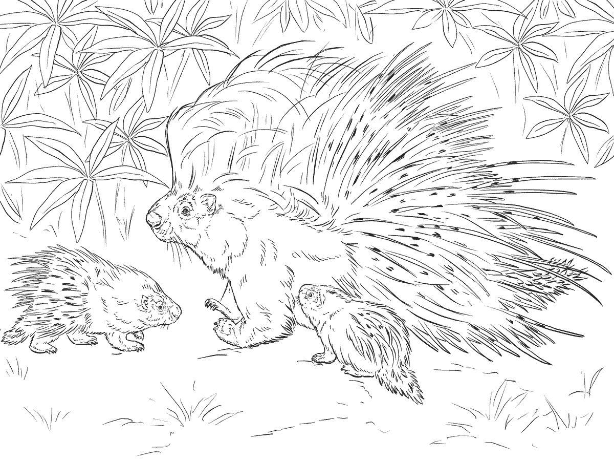 porcupine mask coloring page