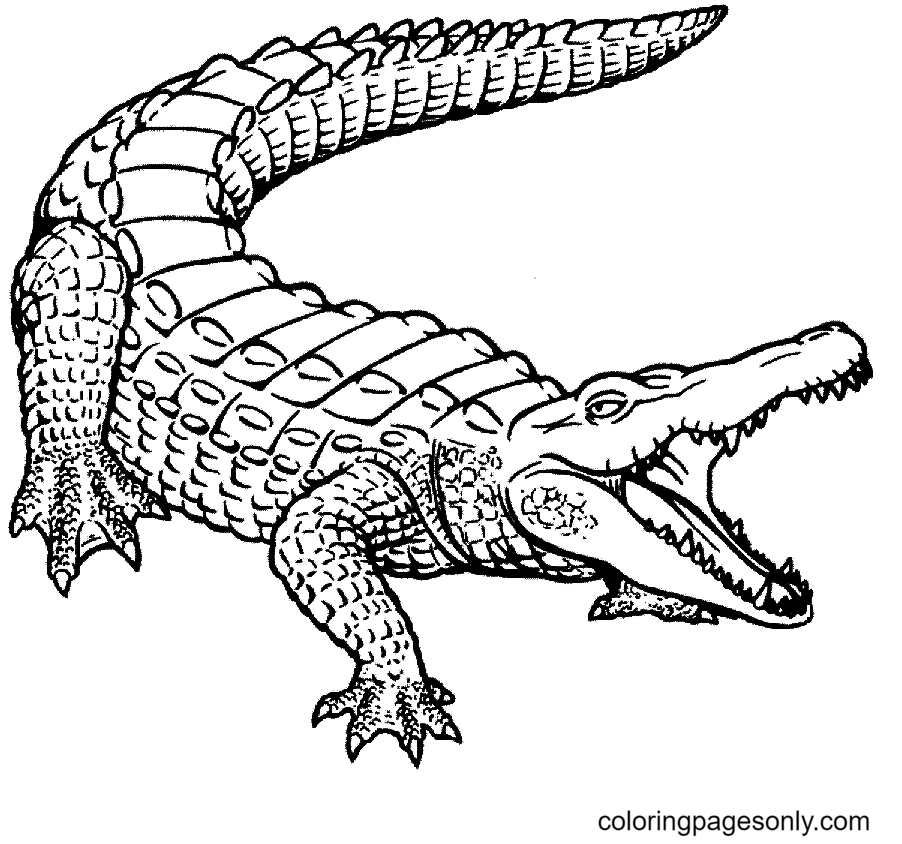 alligator speed draw｜TikTok Search