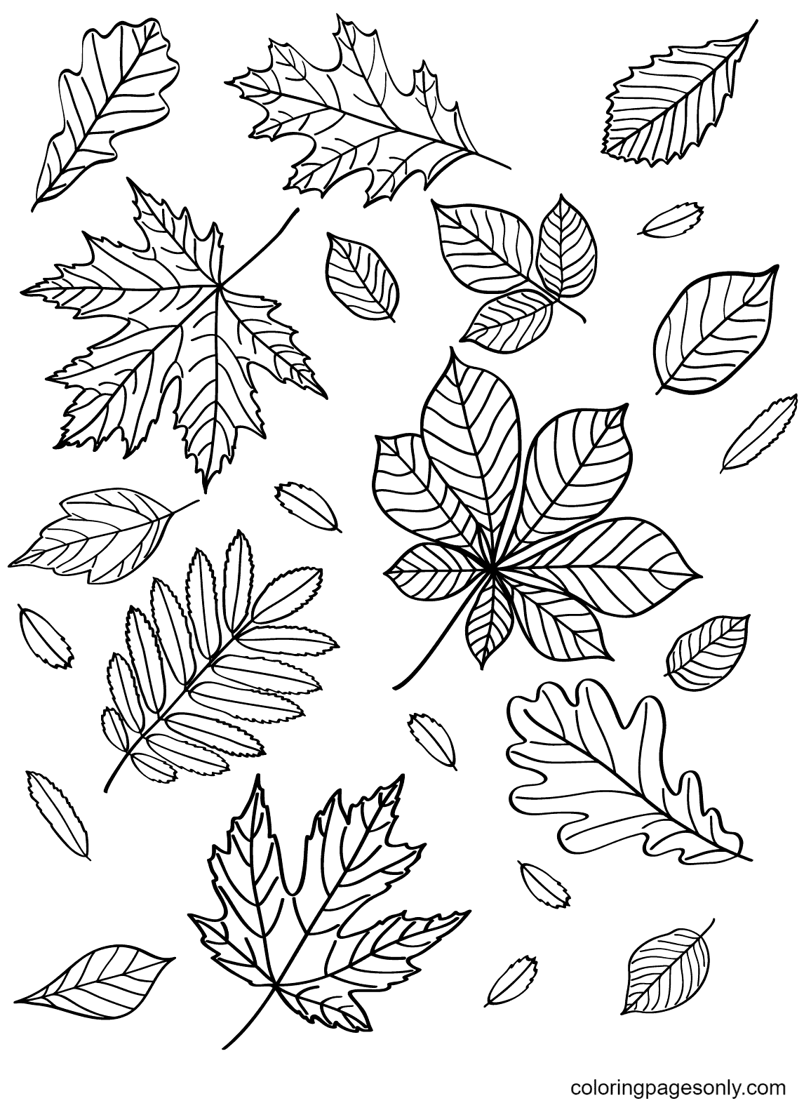 Autumn Leaves Coloring Pages Printable for Free Download