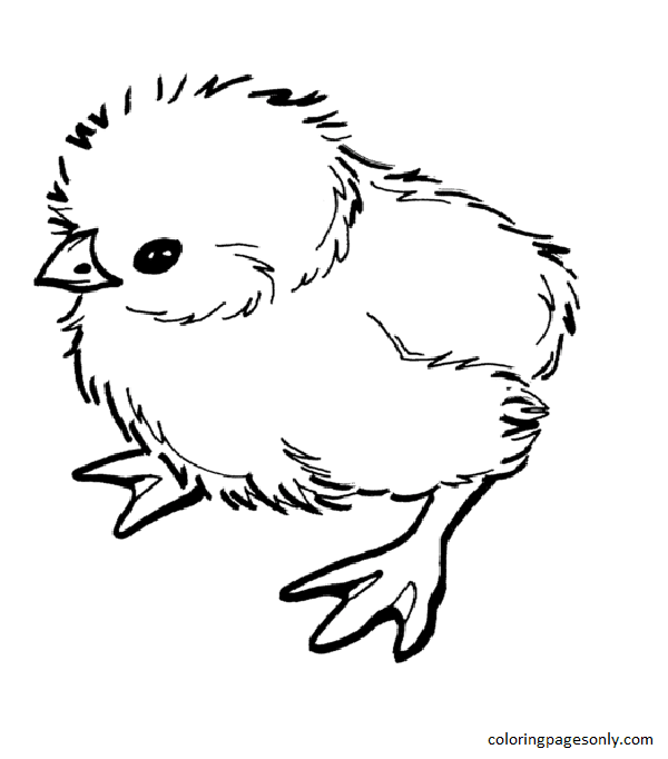 Chicken Coloring Pages Printable for Free Download