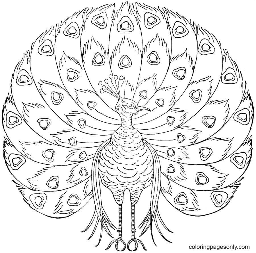 Colorful Peacock Bird Rangoli Drawing, Detail, White, Exotic PNG  Transparent Image and Clipart for Free Download