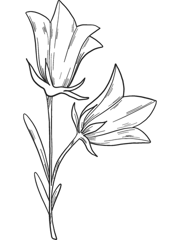 Bellflower Coloring Pages Printable for Free Download