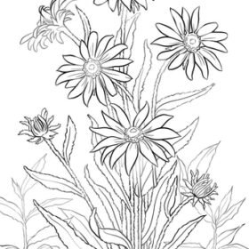 Black-eyed susan Coloring Pages Printable for Free Download