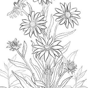 Black-eyed susan Coloring Pages Printable for Free Download