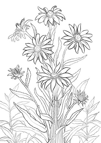 Black-eyed susan Coloring Pages Printable for Free Download