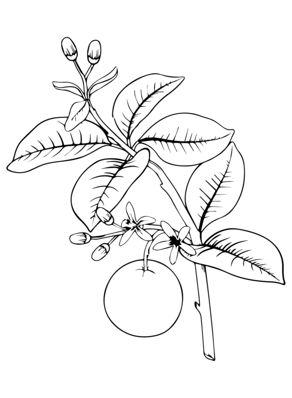 Oranges Coloring Pages Printable for Free Download