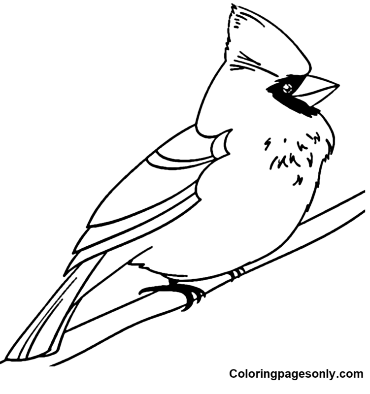 Cardinal Coloring Pages Printable for Free Download