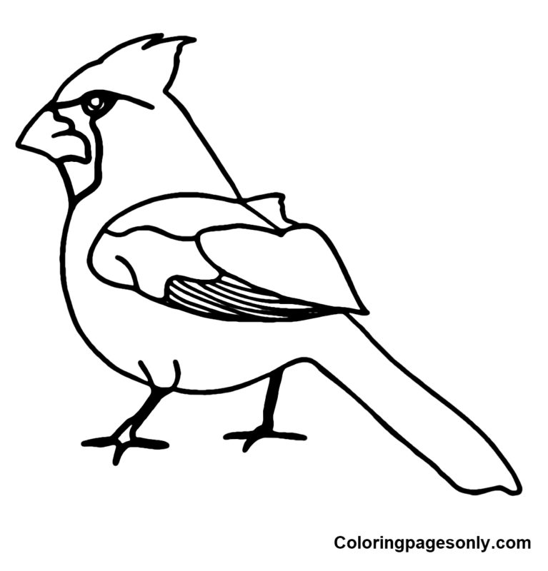 Cardinal Coloring Pages Printable for Free Download