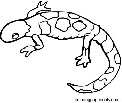 Lizard Coloring Pages Printable for Free Download