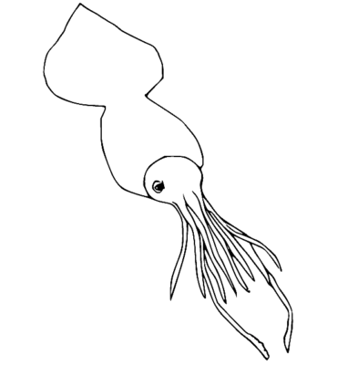 Squid Coloring Pages Printable for Free Download