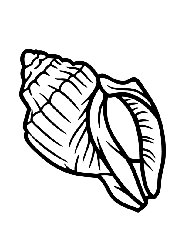 Conch Coloring Pages Printable for Free Download