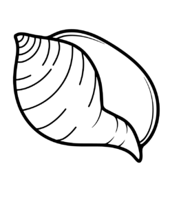 Conch Coloring Pages Printable for Free Download