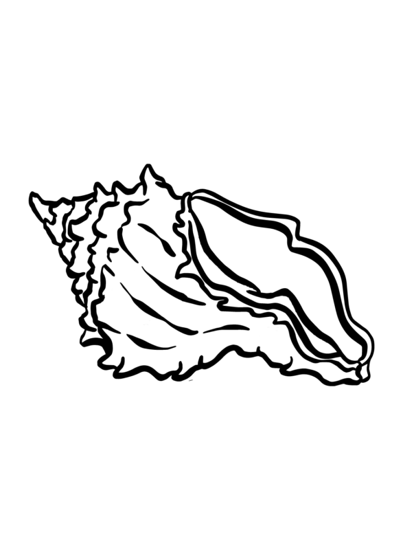 Conch Coloring Pages Printable for Free Download