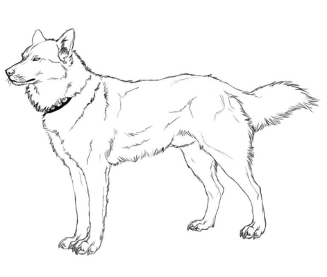 Husky Coloring Pages Printable for Free Download