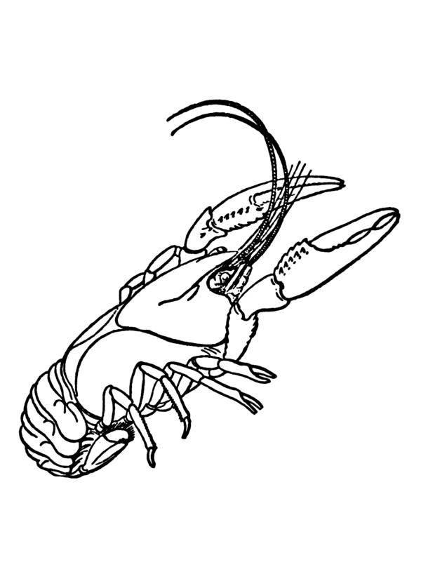 Crawfish Coloring Pages Printable for Free Download