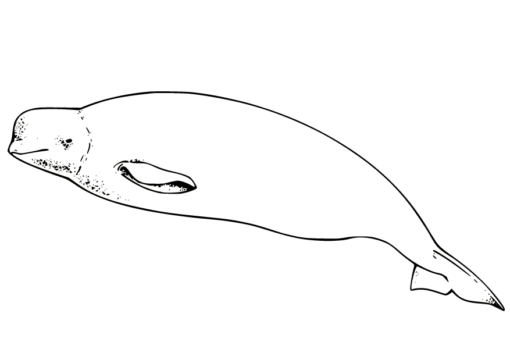 Whale Coloring Pages Printable for Free Download