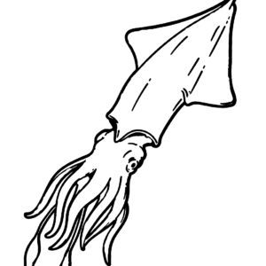 cuttlefish clipart black and white