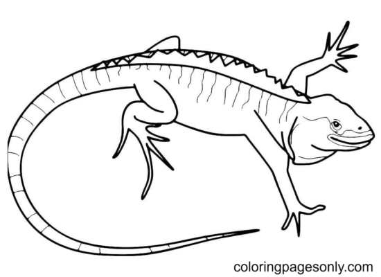 Lizard Coloring Pages Printable for Free Download