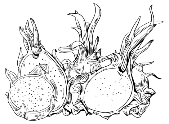 Dragon Fruit Coloring Pages Printable For Free Download