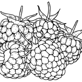 Blackberry Coloring Pages Printable for Free Download