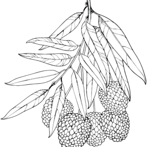 Lychee Coloring Pages Printable for Free Download