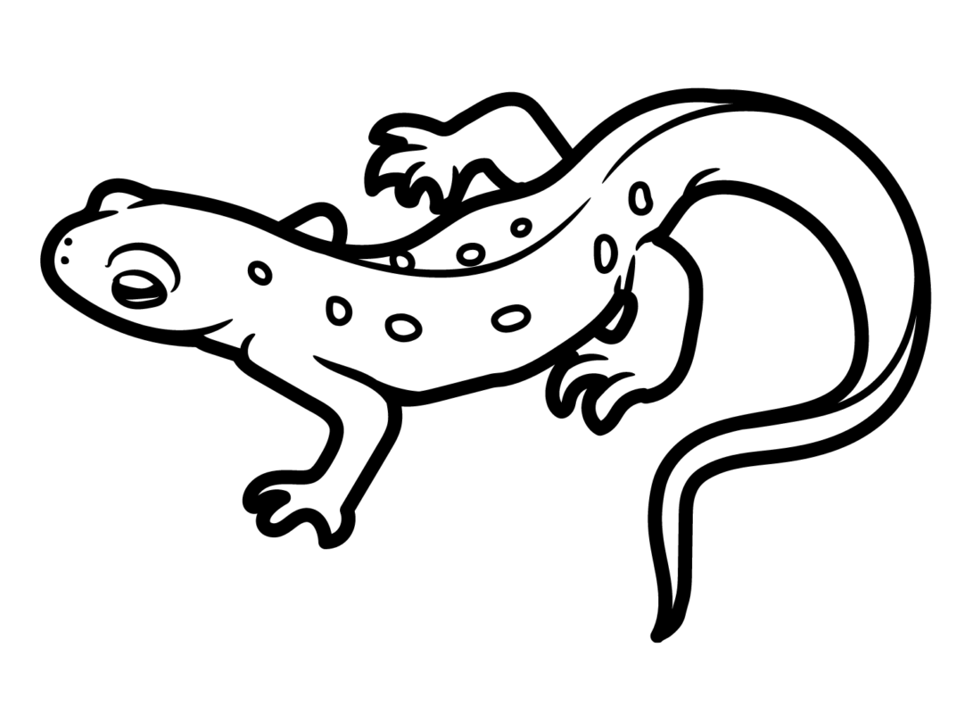 Newt Coloring Pages Printable for Free Download