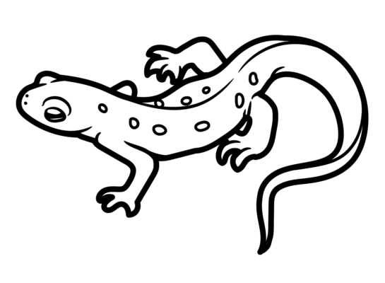 Newt Coloring Pages Printable for Free Download