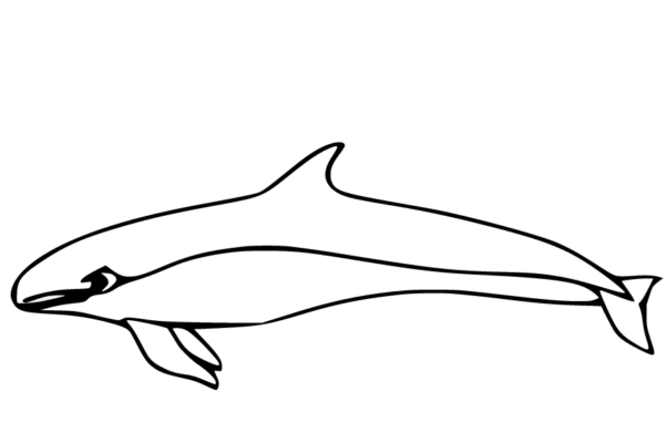 Whale Coloring Pages Printable for Free Download