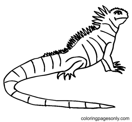 Lizard Coloring Pages Printable for Free Download