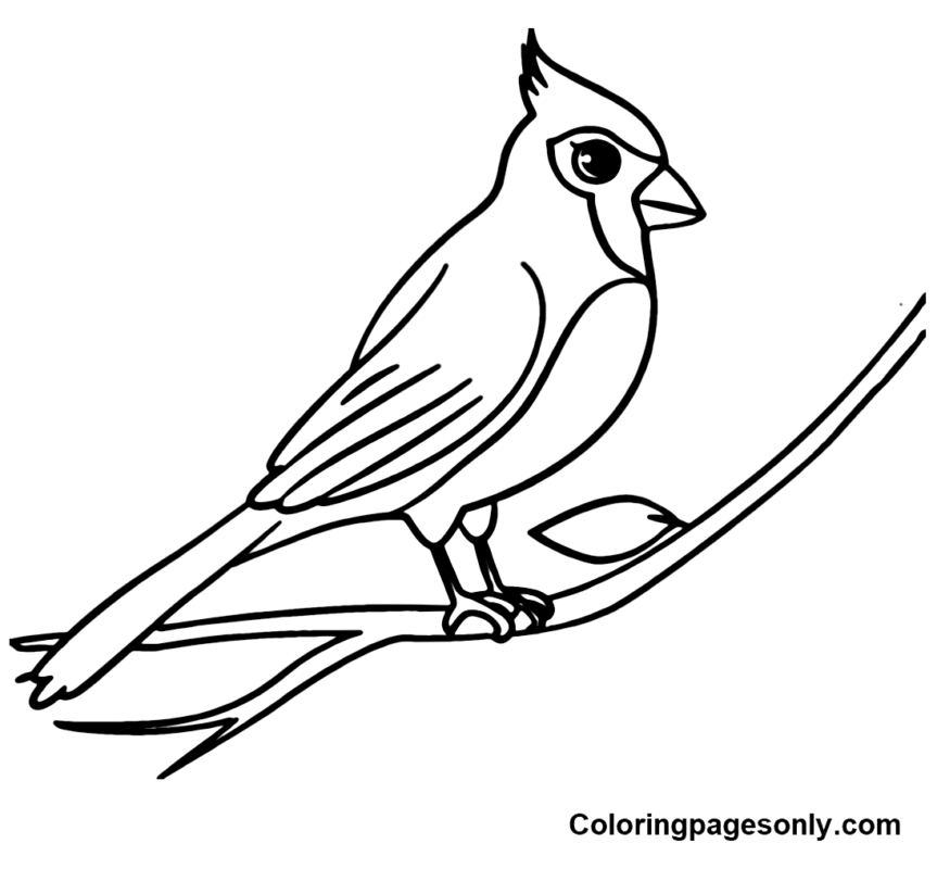 Cardinal Coloring Pages Printable for Free Download
