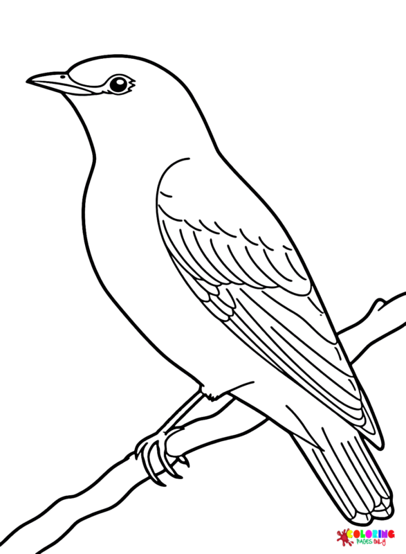 Cuckoo Coloring Pages Printable for Free Download