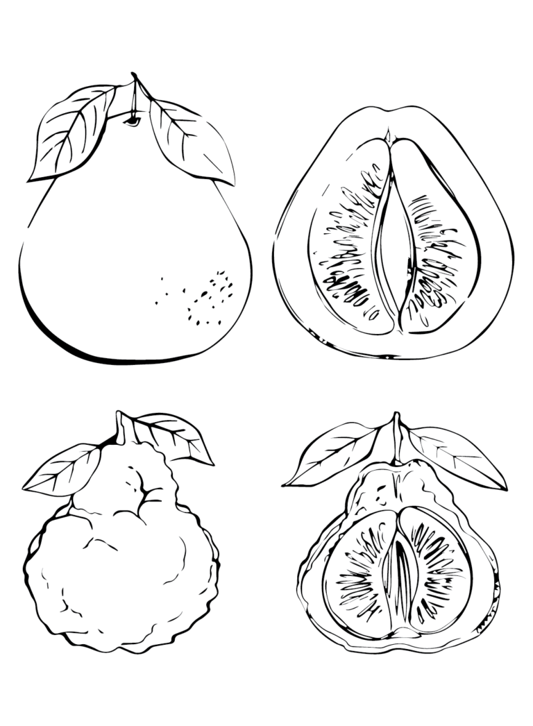 Pomelo Coloring Pages Printable for Free Download