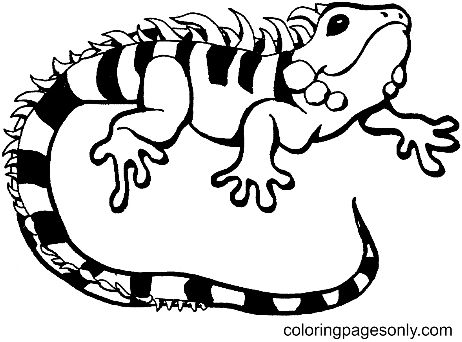 Lizards coloring pages - ClipArt Best
