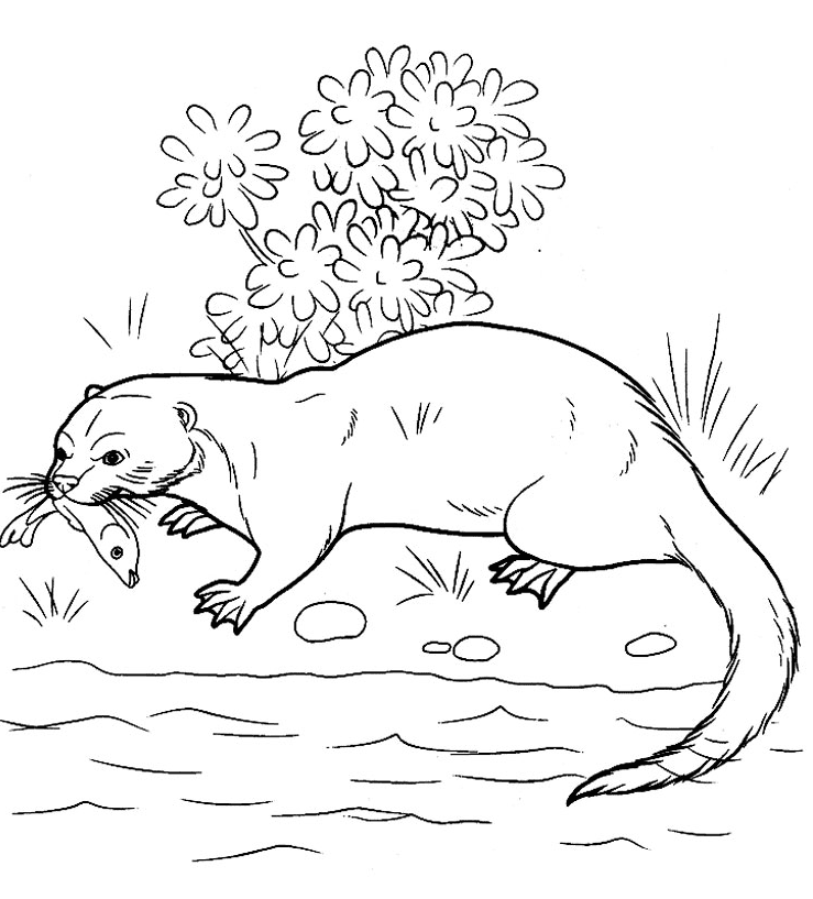 Otter Coloring Pages Printable for Free Download