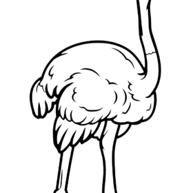 Ostrich Coloring Pages Printable for Free Download